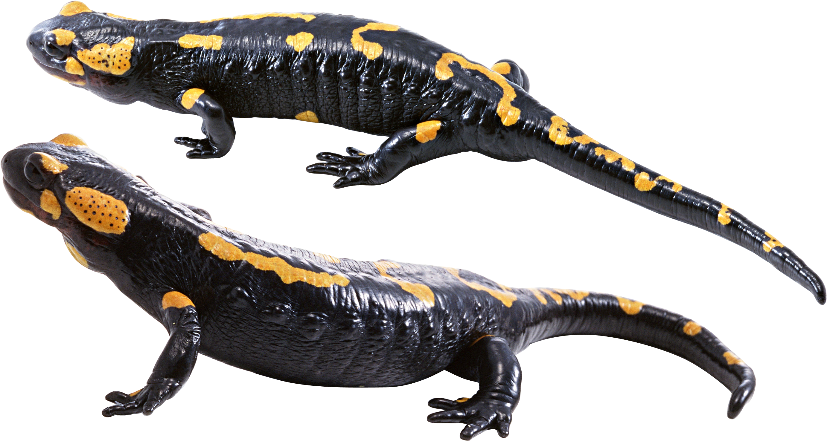 Download - Salamander Png Transparent (2929x1697), Png Download