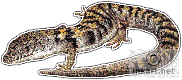 Southern Alligator Lizard Decal - Draw Alligator Lizrd (590x260), Png Download