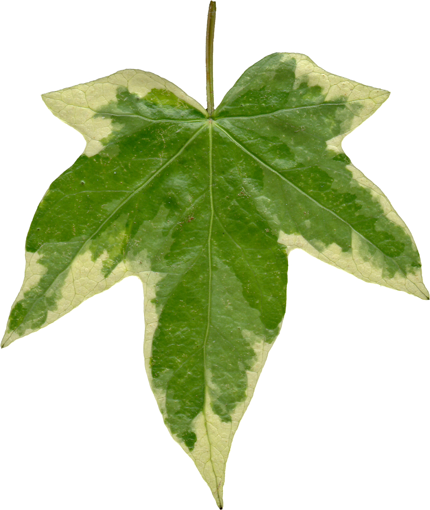 Leaf 06 Front Texture - Pink And Green Paperback Journal (1405x1600), Png Download