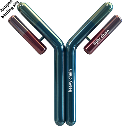 An Antibody Is Roughly Shaped As A ”y“, Consisting - Antibody Png (850x450), Png Download