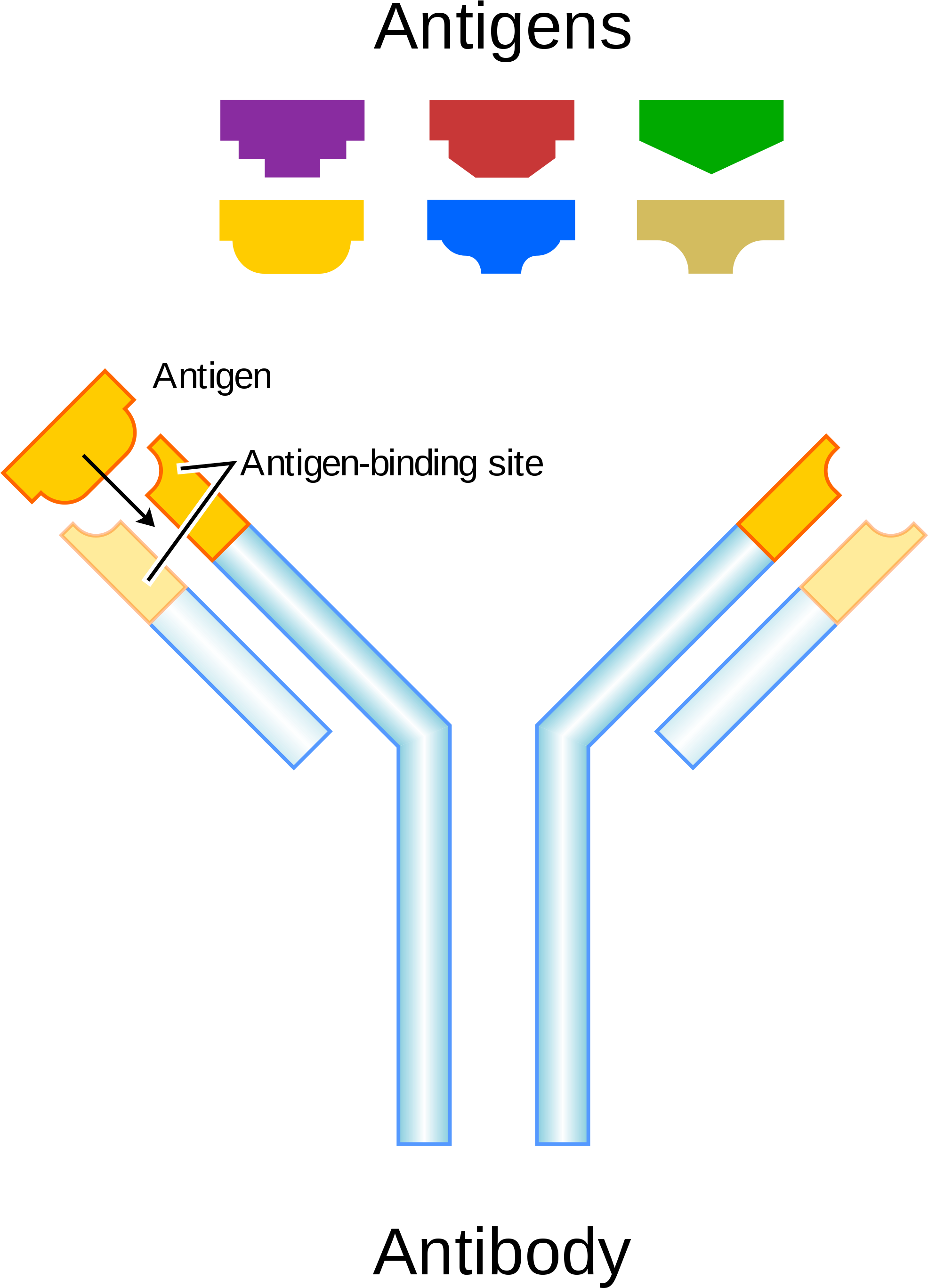 Open - Antibody And Antigen Diagram (2000x2824), Png Download