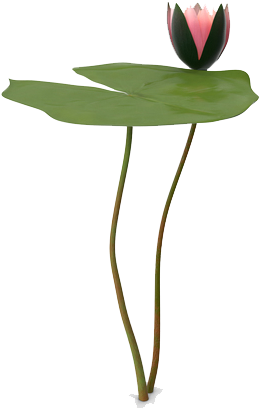Water Lily Png Picture - Anthurium (600x600), Png Download