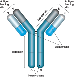 Antibody Structure - Ustekinumab Structure (599x315), Png Download