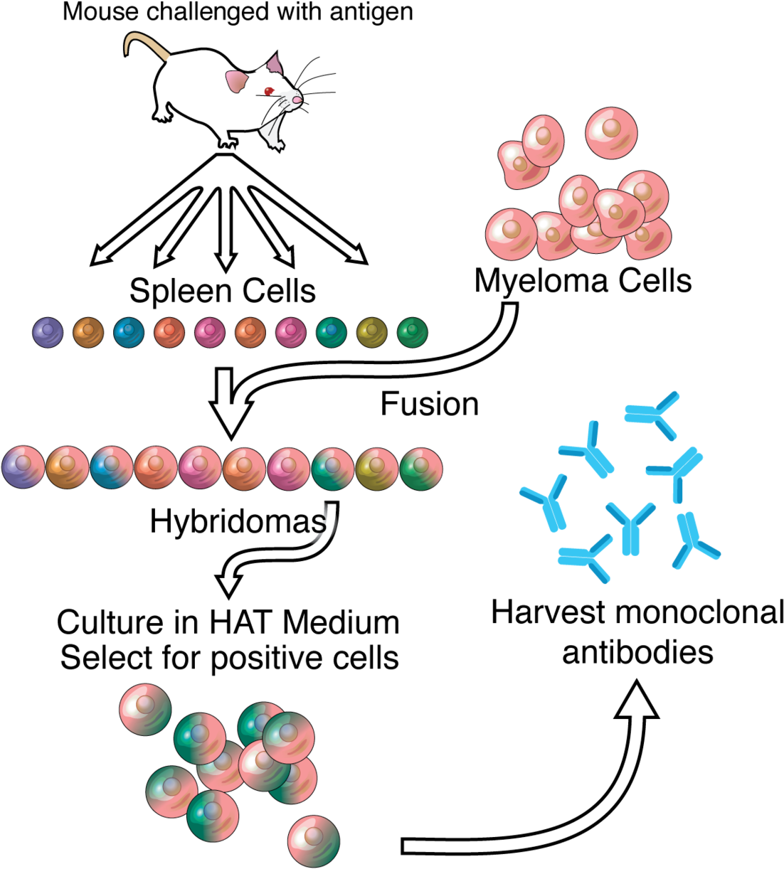 Monoclonal Antibodies (1200x1343), Png Download