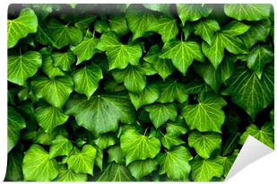 Pnącza Wieloletnie (400x400), Png Download