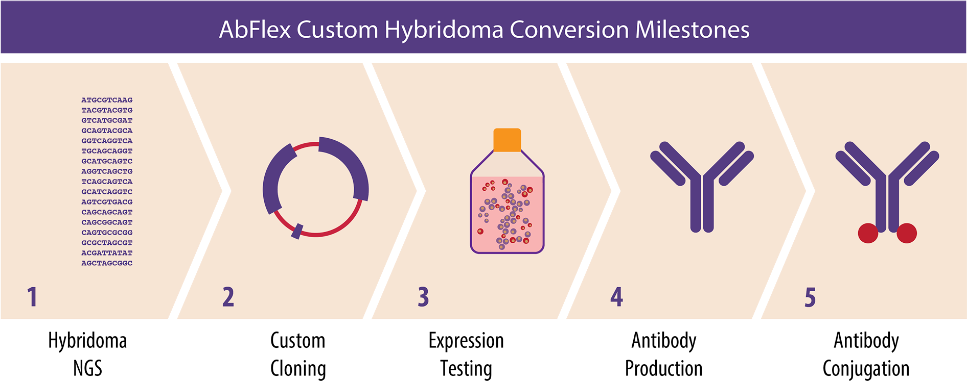 Active Motif - Hybridoma Technology (2095x902), Png Download