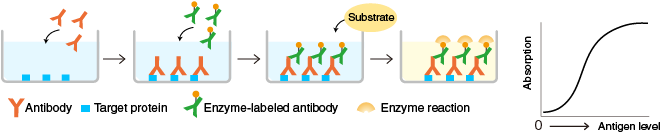 A Target Protein Is Immobilized On The Surface Of Microplate - Elisa Assay (715x191), Png Download