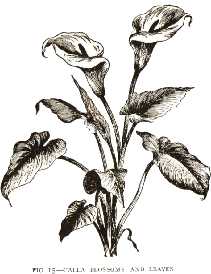 Calla Lily Clipart Vintage - Drawn Calla Lily No Background (777x1000), Png Download