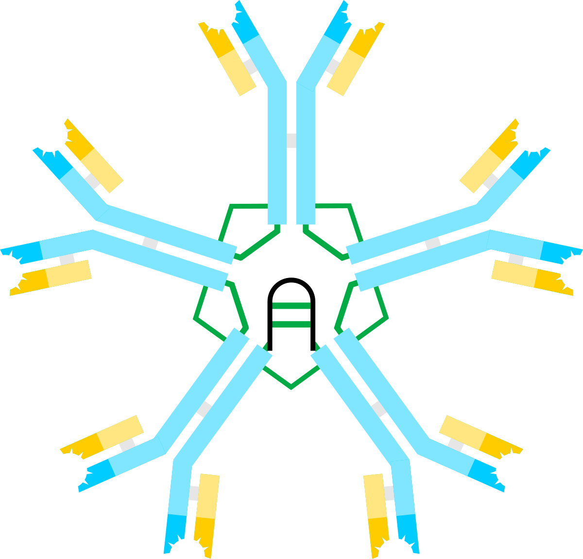 Antibody Igm - Ig M (1067x1024), Png Download