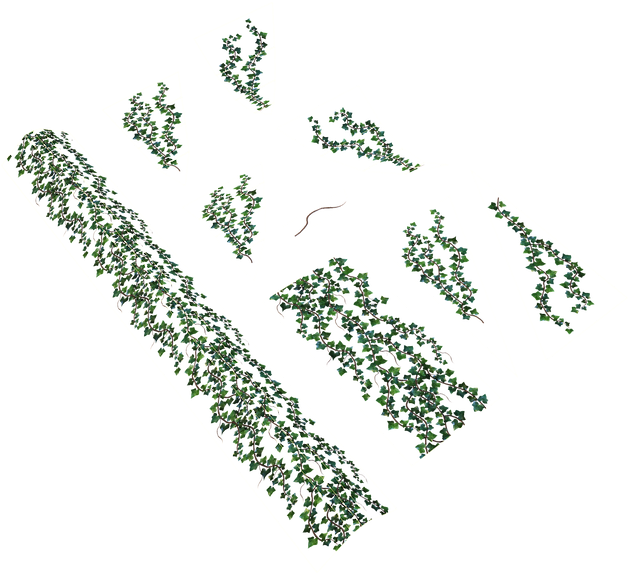 Ivy Texture In Marmorset - Tree (640x581), Png Download