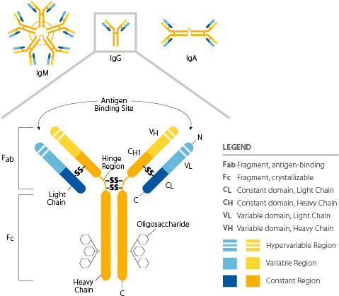 Antibody (501x437), Png Download
