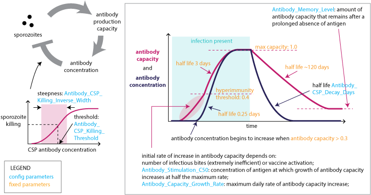 Images/malaria Infection Immunity Anti Csp Immunity - Malaria Immunity (770x410), Png Download