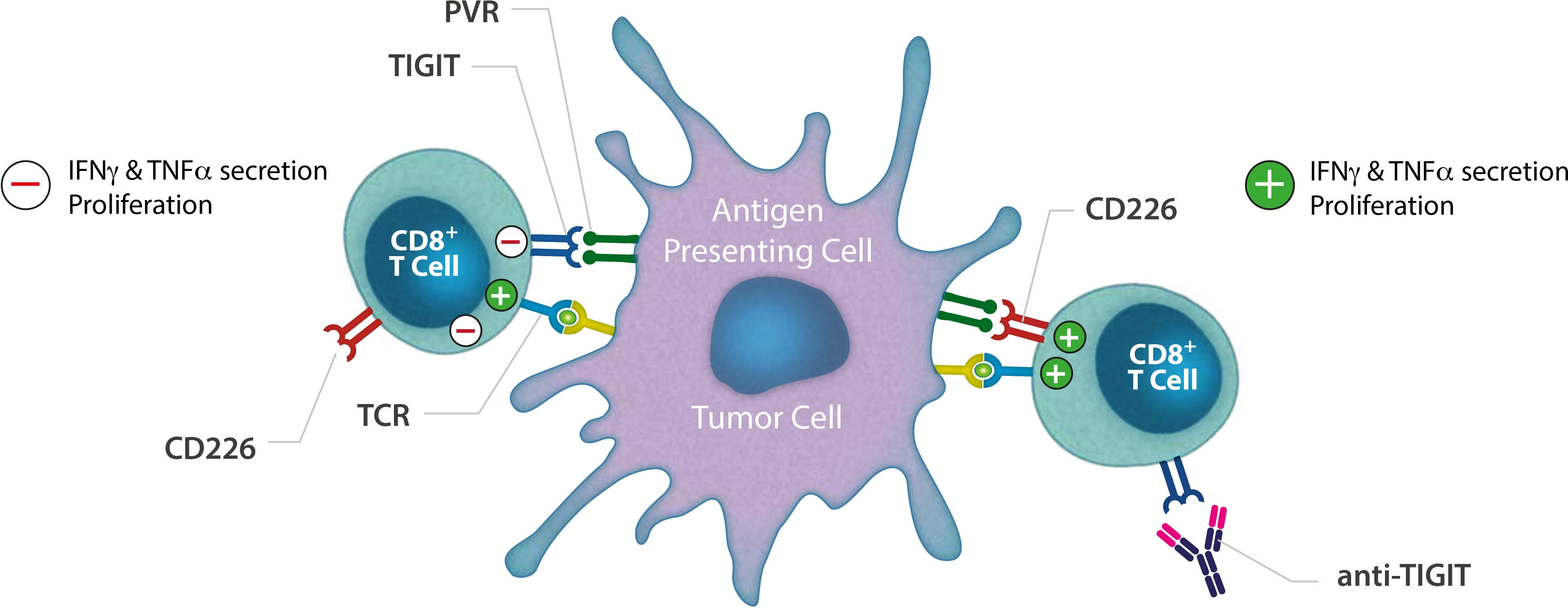 Tigit Antagonist Monoclonal Antibody - Diagram (3743x1678), Png Download