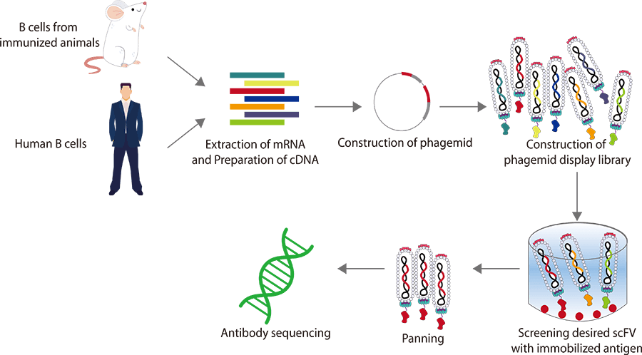 Compared With The Traditional Hybridoma Method, Antibody - Library (900x498), Png Download
