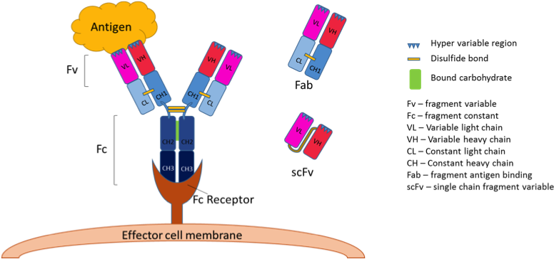Antibody Figure - Fv Antibody (785x363), Png Download