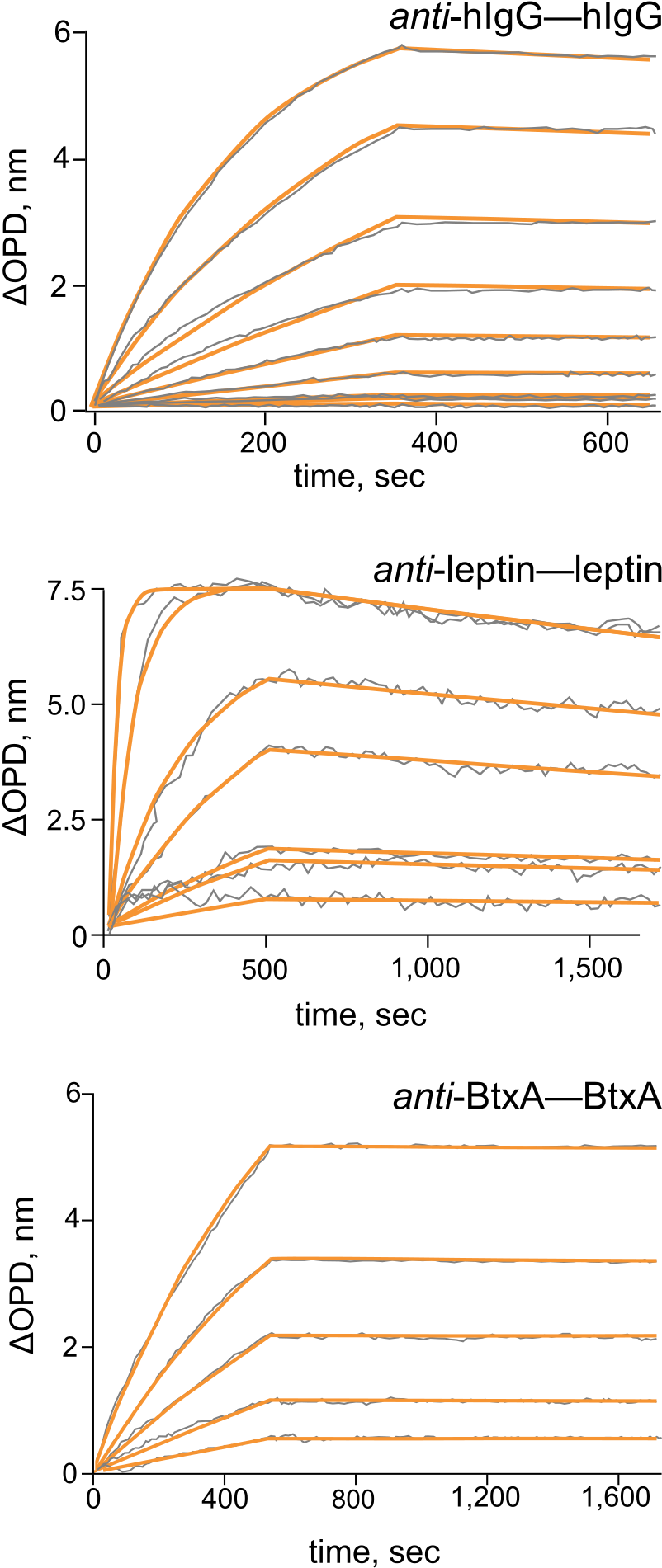 Antibody Binding - Diagram (1100x1938), Png Download