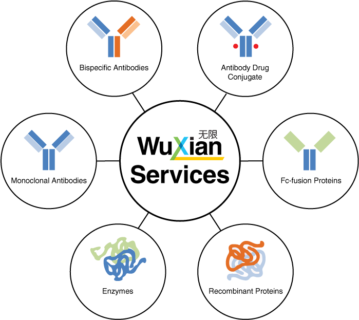 Antibodies Hub And Spoke Wuxi Biologics - Circle (733x651), Png Download