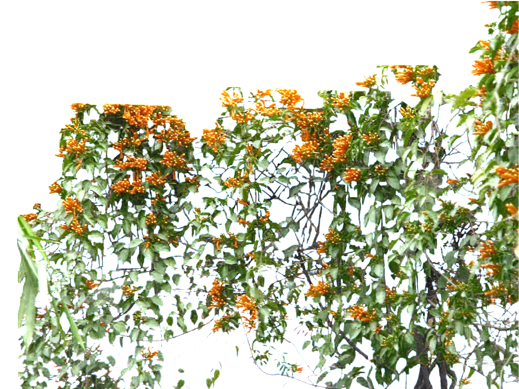 Este Diseño De Producto Es Green Vine Png Sobre Green, - Portable Network Graphics (1024x1024), Png Download