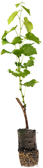 Green Potted Vines At Inland Desert Nursery - Inland Desert Nursery Inc (374x550), Png Download