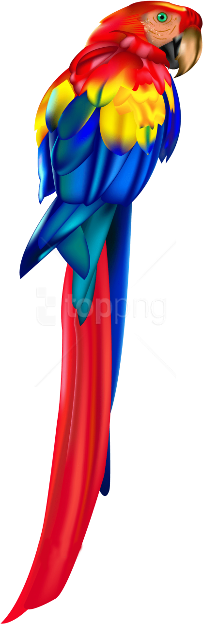 Free Png Download Red Parrot Clipart Png Photo Png - Parrot (480x1319), Png Download