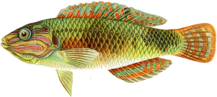 Goldenfish Sticker - Cichla (1024x472), Png Download