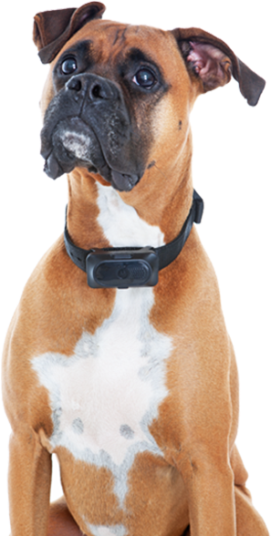 Good Grooming Practices At Home And Train Your Pet - Boxer (550x591), Png Download