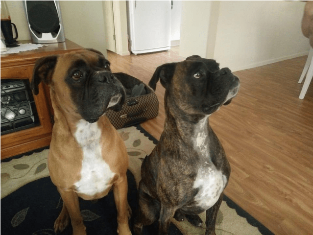 Photo Of Red And Finn - Boxer (638x638), Png Download