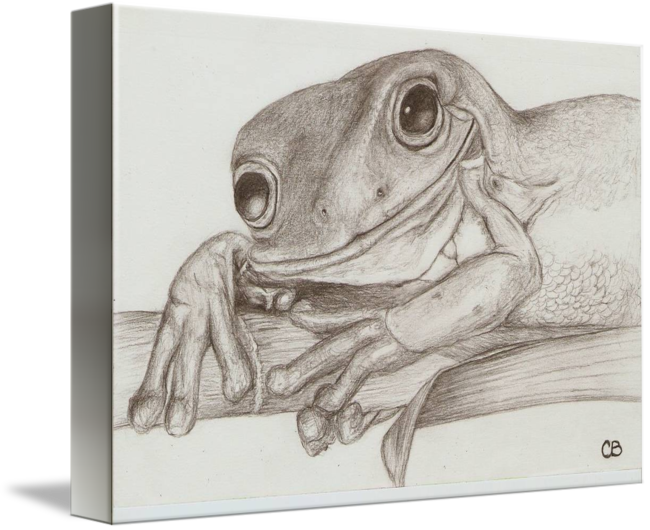 650 X 530 3 - Toad (650x530), Png Download