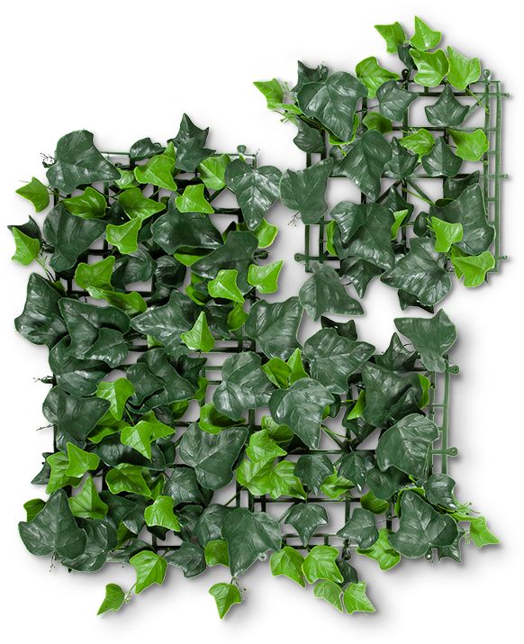 Bellflower (900x900), Png Download