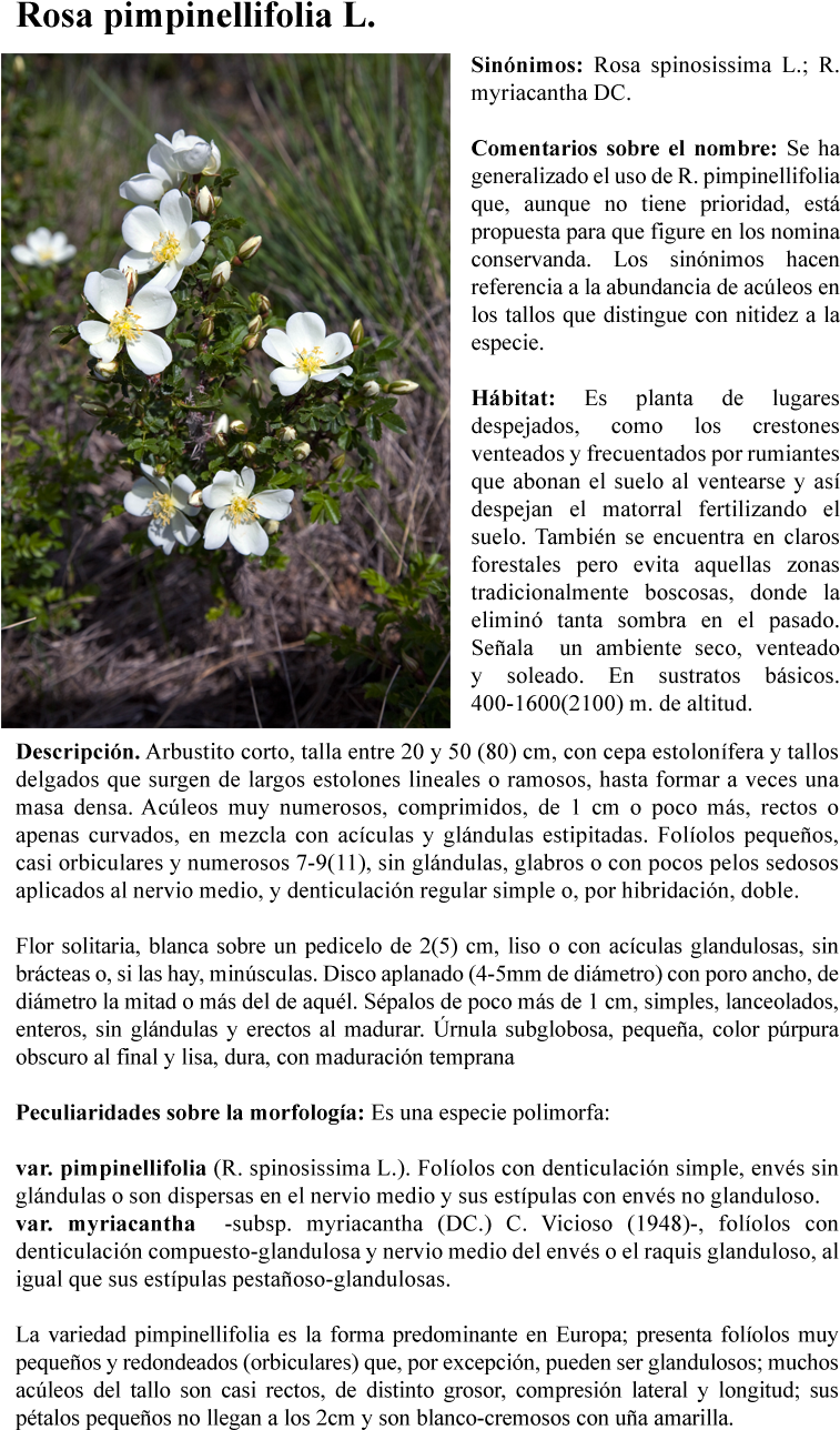 Rosa Pimpinellifolia L - Evergreen Rose (780x1318), Png Download