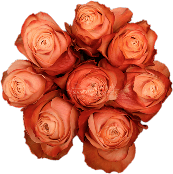 Kahala - Floribunda (600x600), Png Download