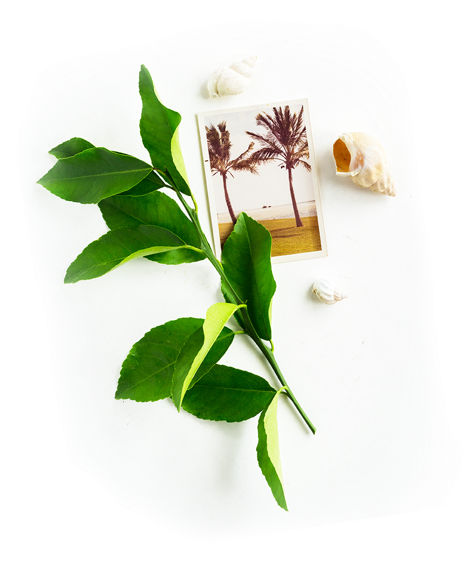 Image Is Not Available - Bay Laurel (929x1198), Png Download