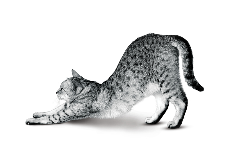 Bengal - Cat Yawns (791x513), Png Download