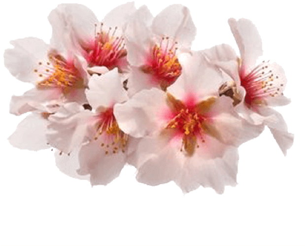 Spring Flowers Stickers For Imessage Messages Sticker-0 - Transparent Flowers Stickers (618x618), Png Download