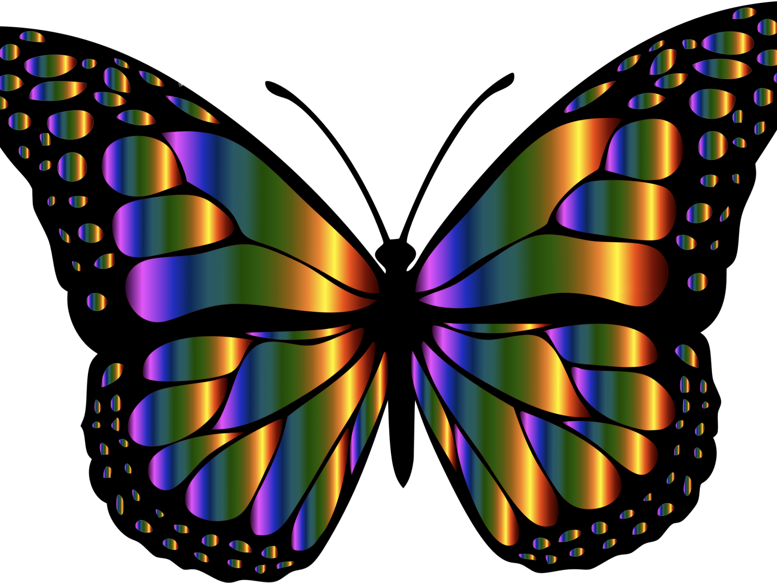 Butterfly Insects (1600x1200), Png Download