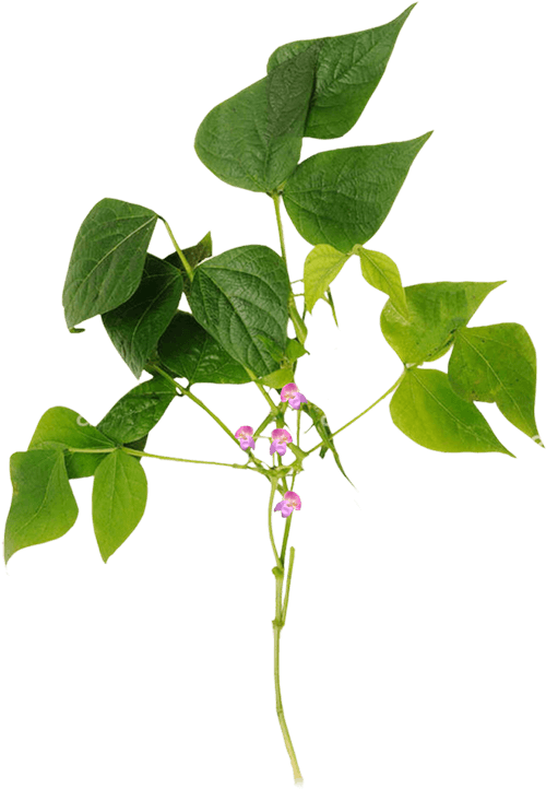 Twig (1000x1077), Png Download
