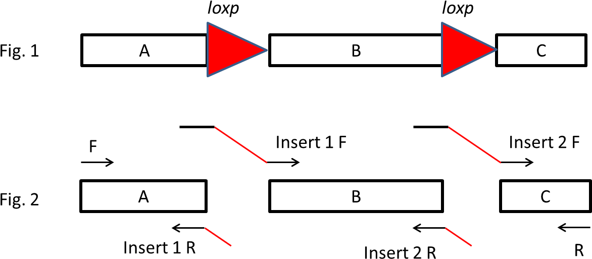 图片1 21 - 84 Kb - Diagram (1206x567), Png Download