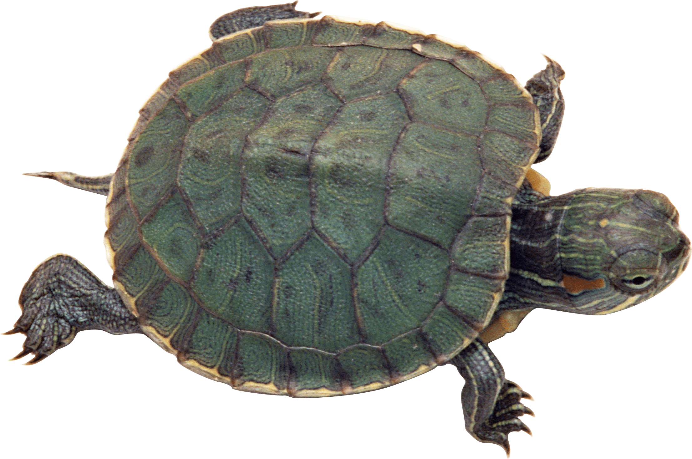 Turtle Png Transparent Turtlepng Images Pluspng - Diferentes Especies De Tortugas (2212x1467), Png Download
