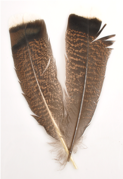 Silvergrey Turkey White Tip Tail Feathers - Domesticated Turkey (350x350), Png Download