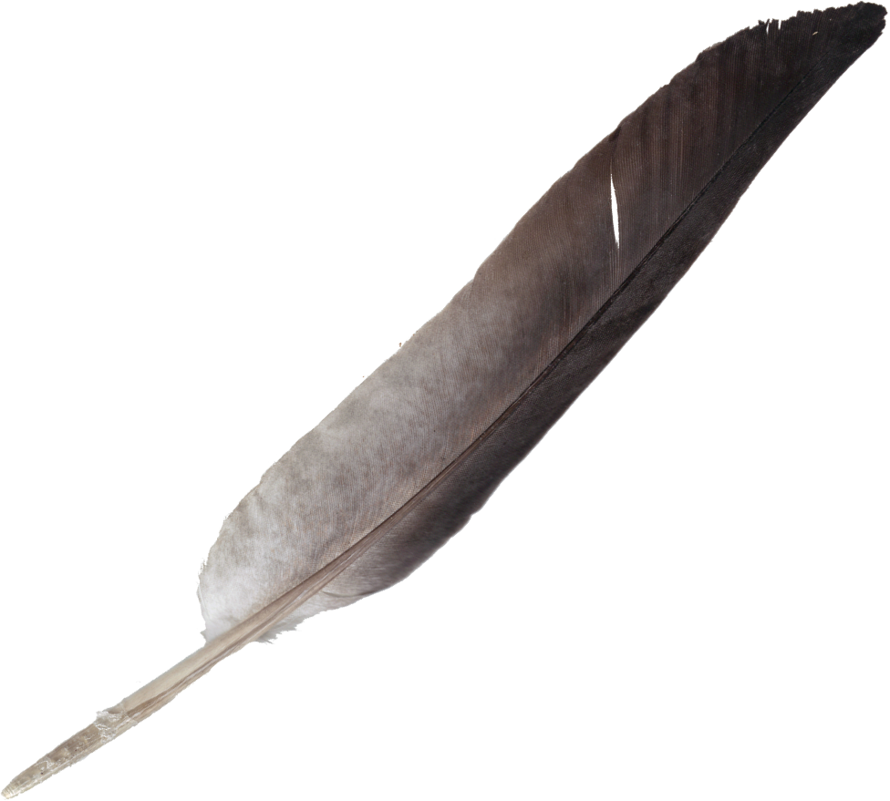 Brush Vector Feather - Drawing (976x879), Png Download