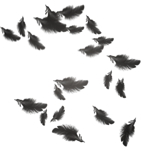 Download Черные Перья Png - Full Size PNG Image - PNGkit