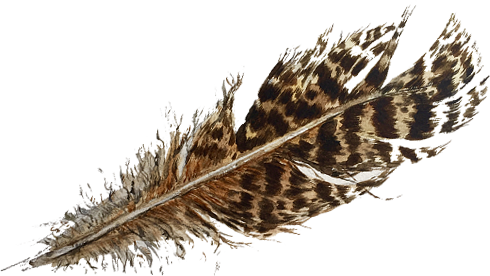 For Availability And Stockists Of My Work Please Email - Ruffed Grouse (490x276), Png Download
