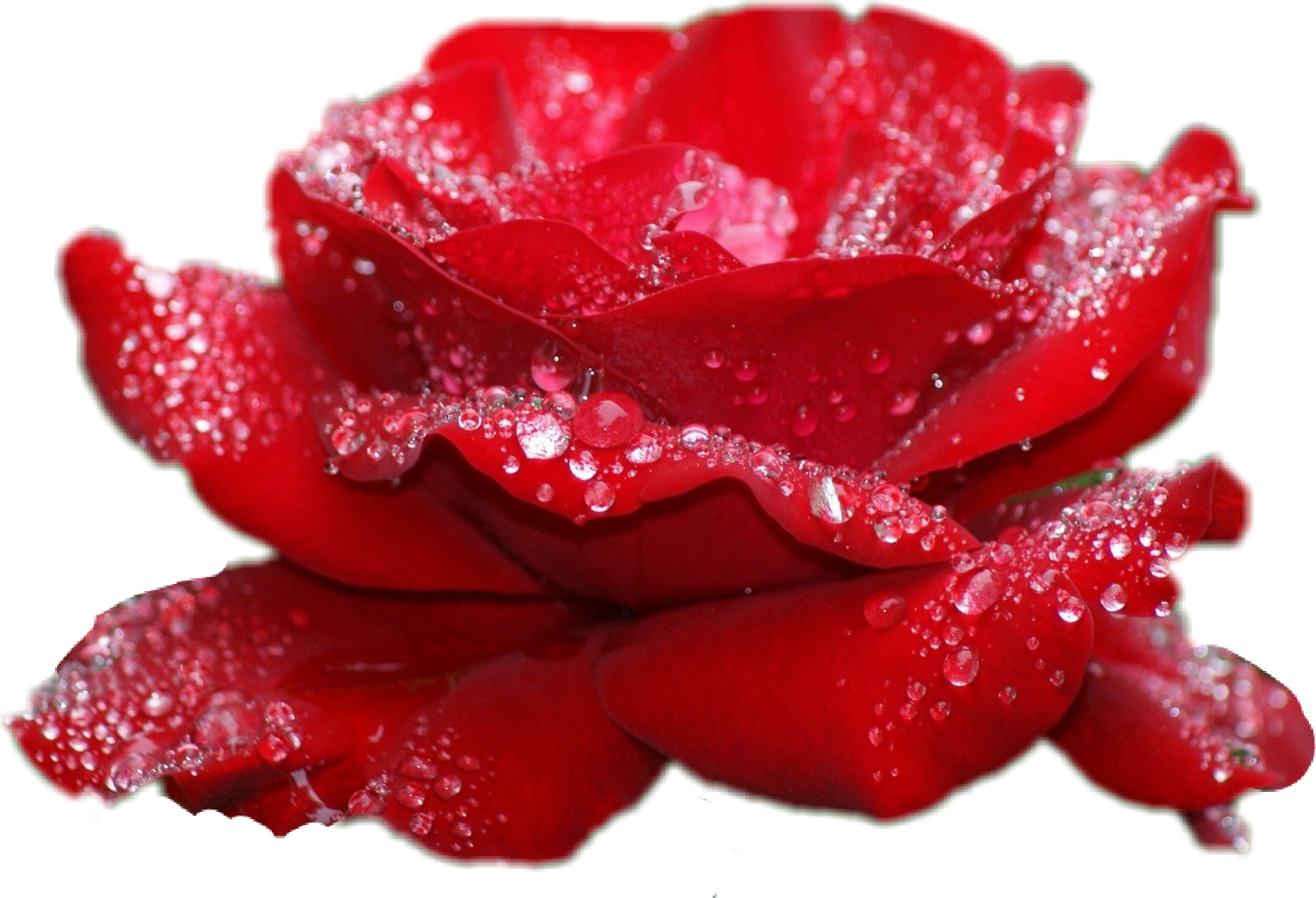 Report Abuse - Fashion 3d Diy Diamond Embroidery Rose Flowers Icon (1500x1024), Png Download