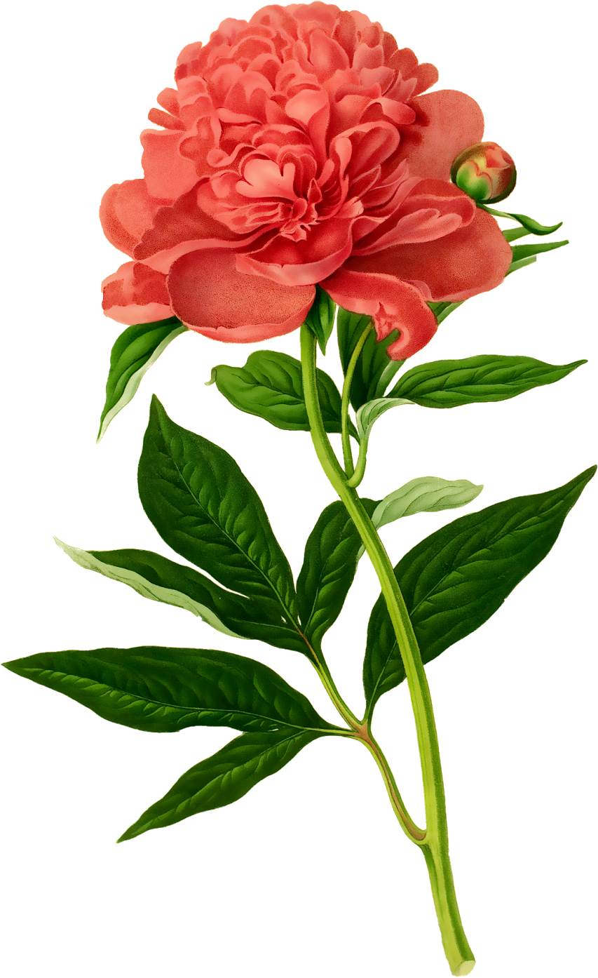 Peony Vintage Botanical Flowers (1033x1600), Png Download