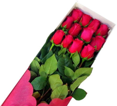 Garden Roses (570x557), Png Download