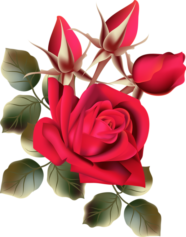 Image Du Blog Zezete2 - Fresh Rose Flowers Png (600x761), Png Download