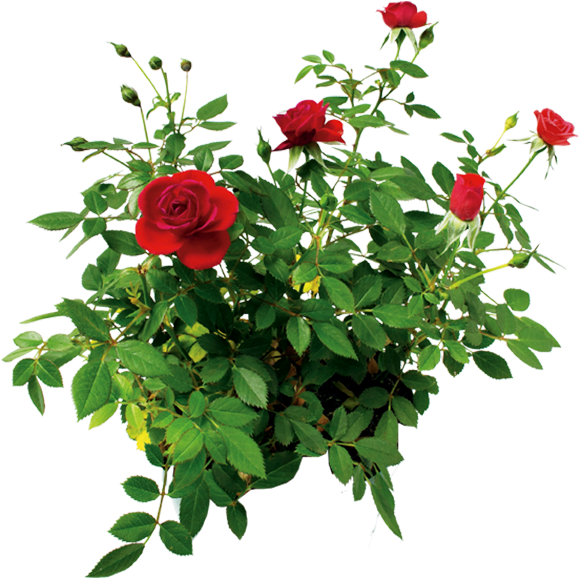 Цветок Розы, Куст Розы Красной, Rose Flower, Rose Bush - Bush Of Roses Png (600x600), Png Download