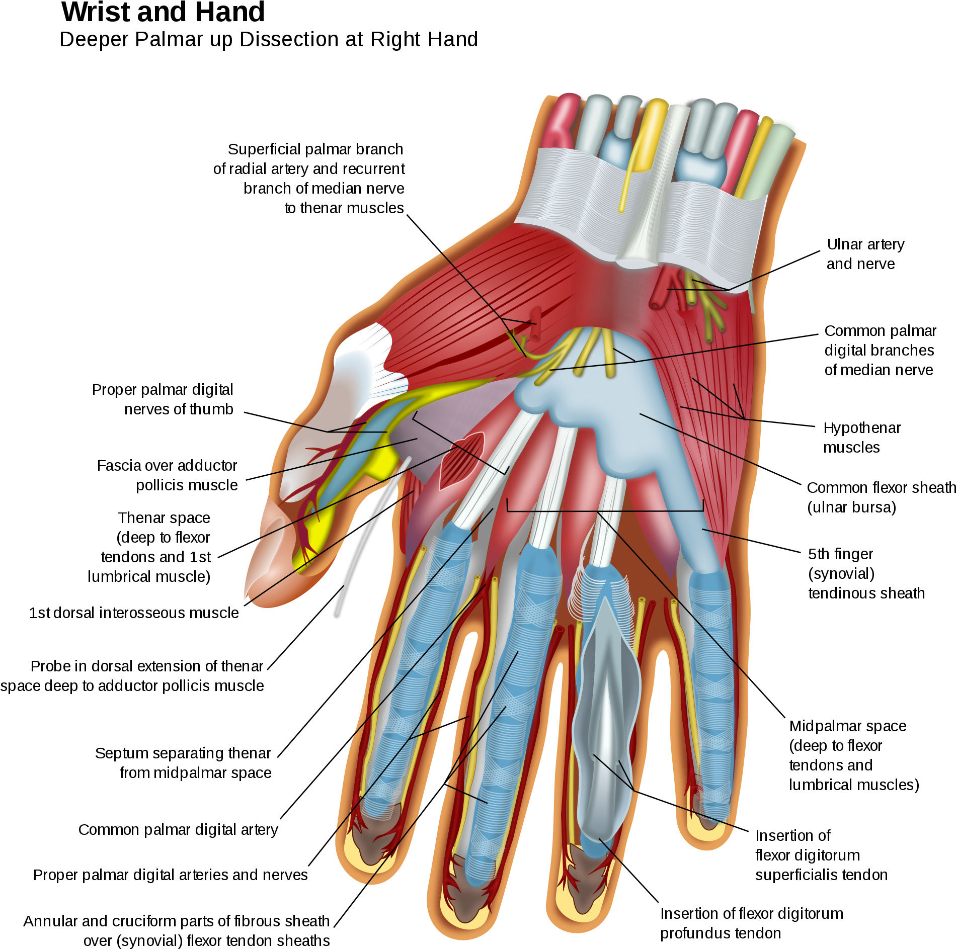 Open - Wrist And Hand (2000x1992), Png Download