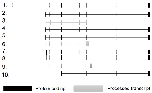 Whereas The Dashed Line Indicates Intronic Regions - Park7 (516x317), Png Download