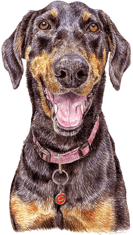 Dog Yawns (600x800), Png Download